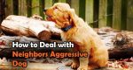 How to Deal with Neighbors Aggressive Dog | Top 10 Powerful Solution
