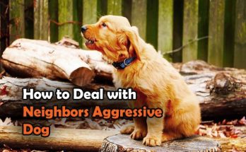 stop neighbor dog barking, how can i get my neighbor's dog to stop barking, neighbor dog barking, can the police take my dog away, neighbor leaves dog outside all day, how to deal with neighbors aggressive dog, how to keep your neighbor's dog out of your yard, how to stop neighbor dog from barking, how to keep neighbors dog out of my yard, how to handle an aggressive dog, how to deal with neighbors barking dog, neighbors let their dog run loose, what to do about neighbors barking dog, stop neighbor dog from barking, what to do if my neighbors dog wont stop barking, can i sue neighbor for barking dog, who do i call to complain about a barking dog,