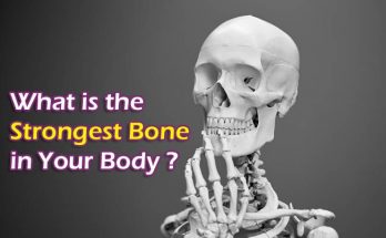 smallest bone in the body, longest bone in the body, strongest bone in the body, largest bone in the body, what is the smallest bone in the body, what is the strongest bone in your body, what is the largest bone in the body, smallest bone in the human body, what is the longest bone in the body, long bone in upper body, smallest bone in human body, where is the smallest bone in the body, biggest bone in the body, hardest bone in the body, what is the only jointless bone in the human body, what is the smallest bone in your body, identify the bone that articulates with the distal end of the femur., is the only movable bone in the skull., where is the hyoid bone located, smallest bone in your body, what is the smallest bone in the human body,